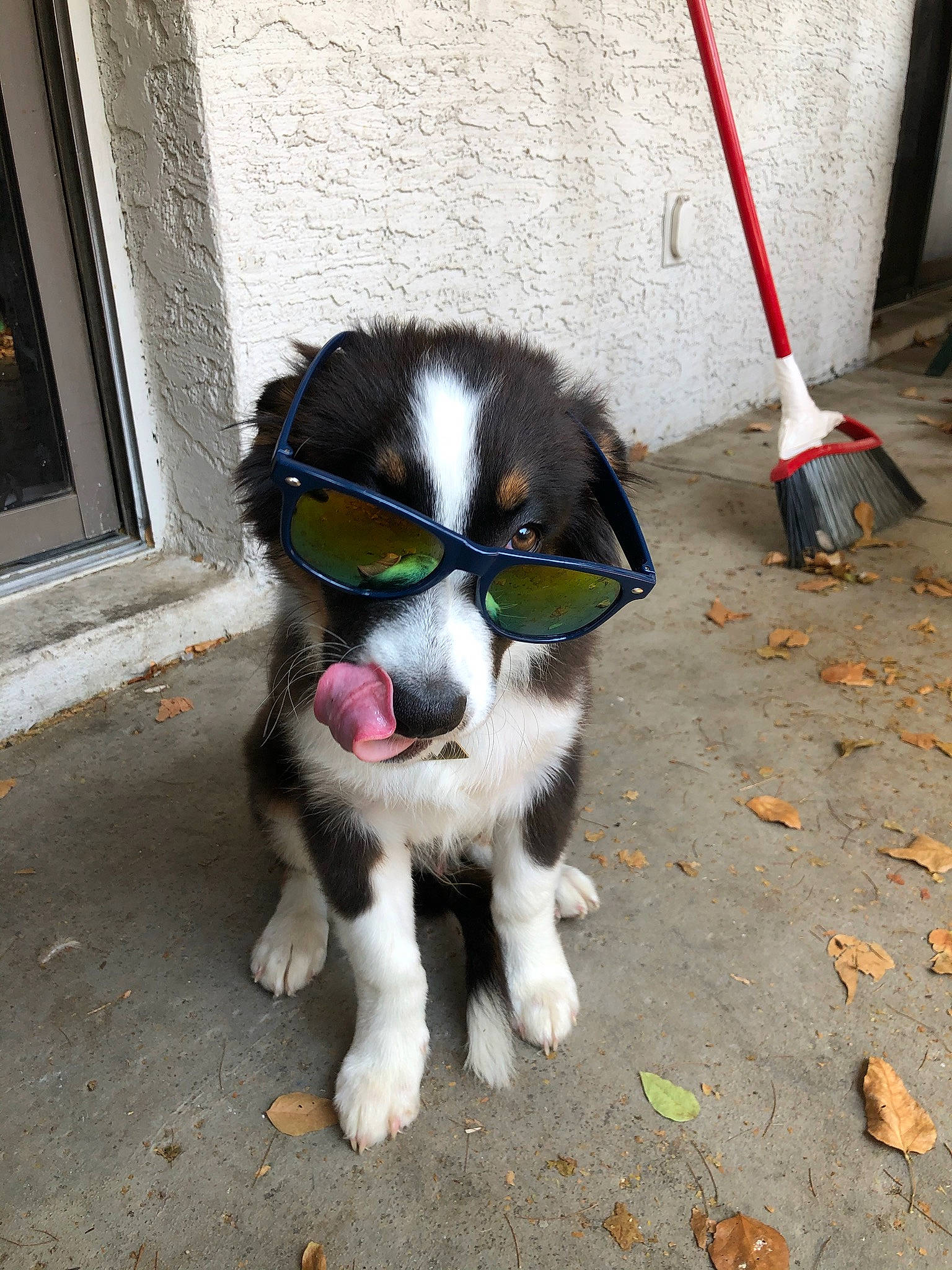 Link joined the competition — help win amazing prizes! canidae, carnivore, companion_dog, dog, dog_breed, fawn, mammal, rare_breed_dog, snout, sporting_group