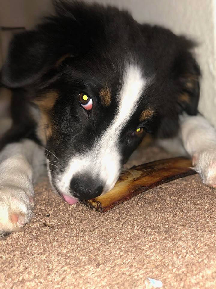 Link is registered to the contest to win money with this photo: australian_collie, australian_shepherd, bernese_mountain_dog, border_collie, canidae, carnivore, companion_dog, dog, dog_breed, english_shepherd, herding_dog, mammal, nose, puppy, rare_breed_dog, snout, vertebrate, welsh_sheepdog, working_dog