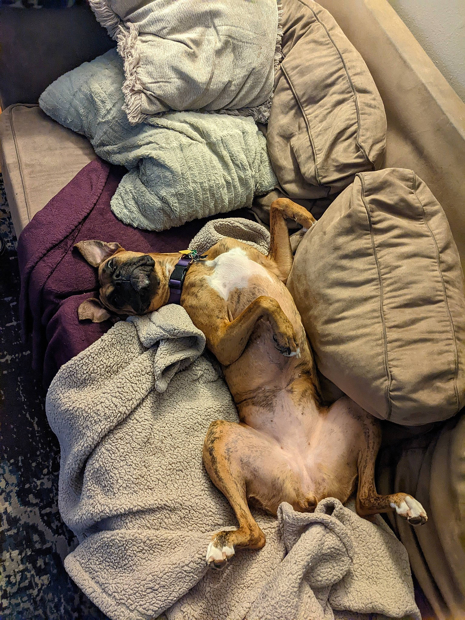 Zoey joined the competition — help win amazing prizes! canidae, carnivore, comfort, companion_dog, dog, dog_breed, felidae, fur, human_leg, linens, nap, sitting, sleep, sporting_group, terrestrial_animal, wood, working_animal, wrinkle