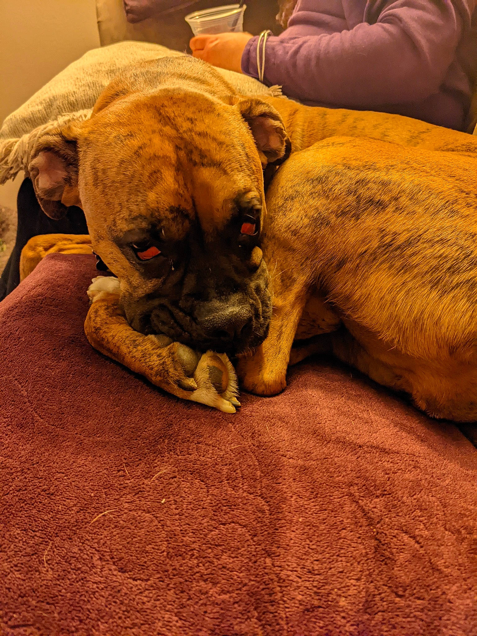 Zoey is registered to the contest to win money with this photo: ball, bulldog, canidae, carnivore, comfort, companion_dog, dog, dog_breed, fawn, fur, nap, snout, sporting_group, terrestrial_animal, toy_dog, whiskers, white_english_bulldog, wood, working_animal, wrinkle