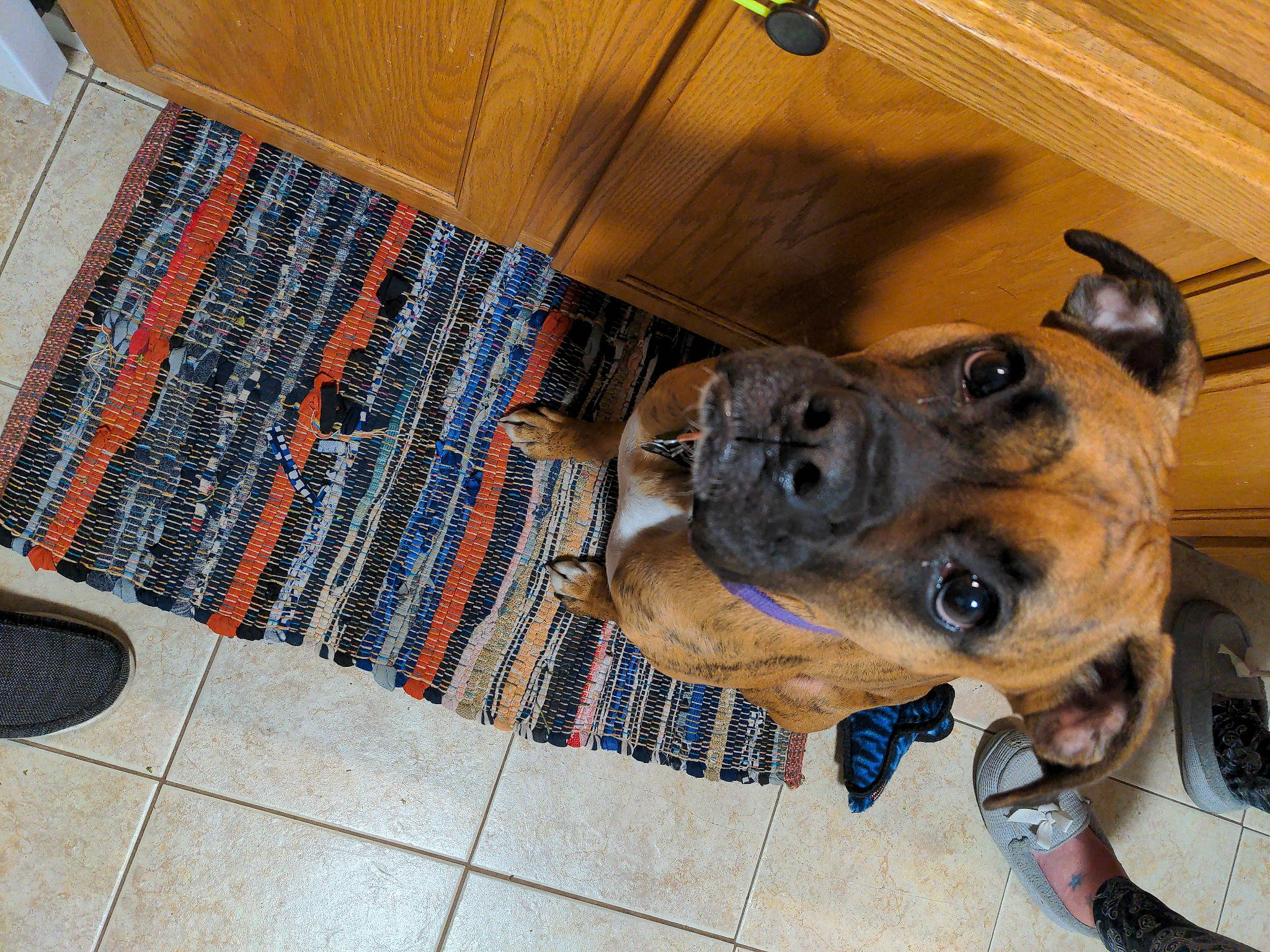 Zoey joined the competition — help win amazing prizes! carnivore, collar, companion_dog, dog, dog_breed, dog_collar, fawn, flooring, fur, guard_dog, hardwood, hat, non_sporting_group, pet_supply, sporting_group, varnish, whiskers, wood, wood_stain, working_animal