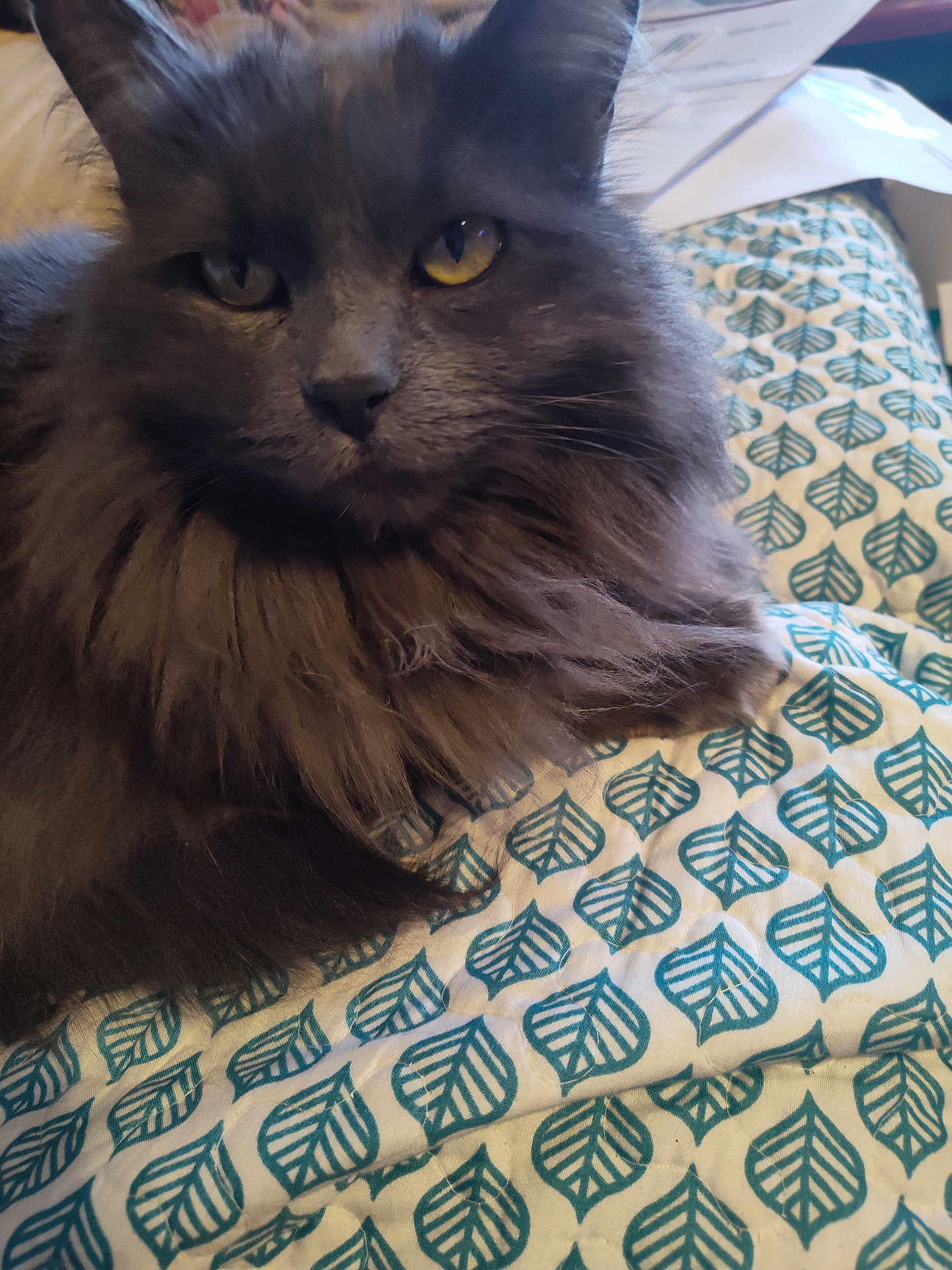 Macy joined the competition — help win amazing prizes! cat, gray_cat, fluffy, yellow_eyes, pet, animal, indoor, blanket, pattern, fur, whiskers, closeup, face, relaxed, cute, domestic_cat, mammal, feline, resting, bed