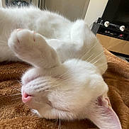 Volt participe au concours pour gagner de l'argent avec cette photo : cat, white_cat, sleeping, paw, blanket, cozy, indoor, living_room, television, furniture, door, shelf, decor, skull, relaxation, pet, animal, cute, whiskers, fur