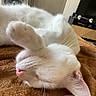 cat, white_cat, sleeping, paw, blanket, cozy, indoor, living_room, television, furniture, door, shelf, decor, skull, relaxation, pet, animal, cute, whiskers, fur
