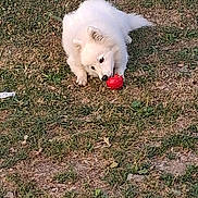 Bella a rejoint le concours — aidez-le/la à gagner de superbes lots ! dog, white_dog, grass, toy, ball, outdoor, pet, playful, chewing, animal, canine, fur, nature, ground, daylight, cute, fun, grass_patch, young_dog, fluffy
