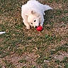 dog, white_dog, grass, toy, ball, outdoor, pet, playful, chewing, animal, canine, fur, nature, ground, daylight, cute, fun, grass_patch, young_dog, fluffy