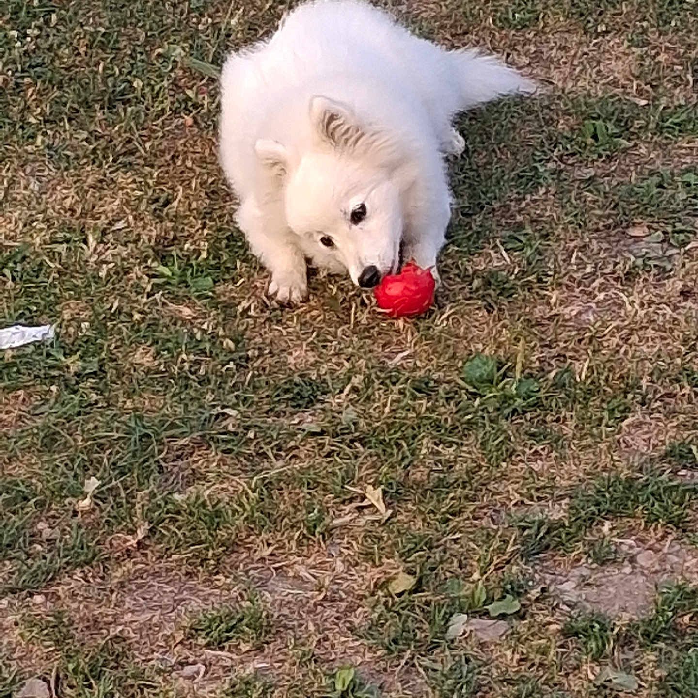 Bella