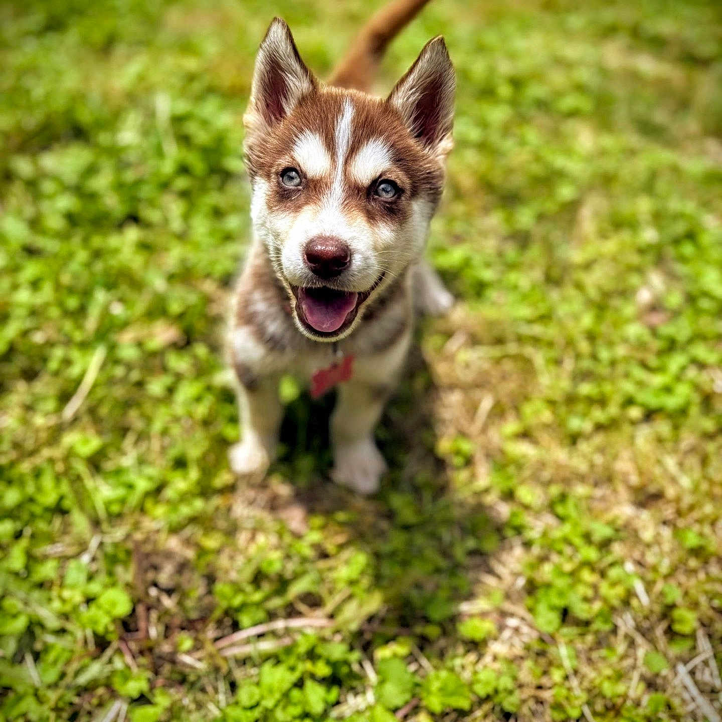 Roxy joined the competition — help win amazing prizes! animal, blue_eyes, canine, cute, dog, ears, fur, grass, happy, husky, looking_up, nature, outdoor, pet, playful, puppy, smiling, sunlight, tongue, young