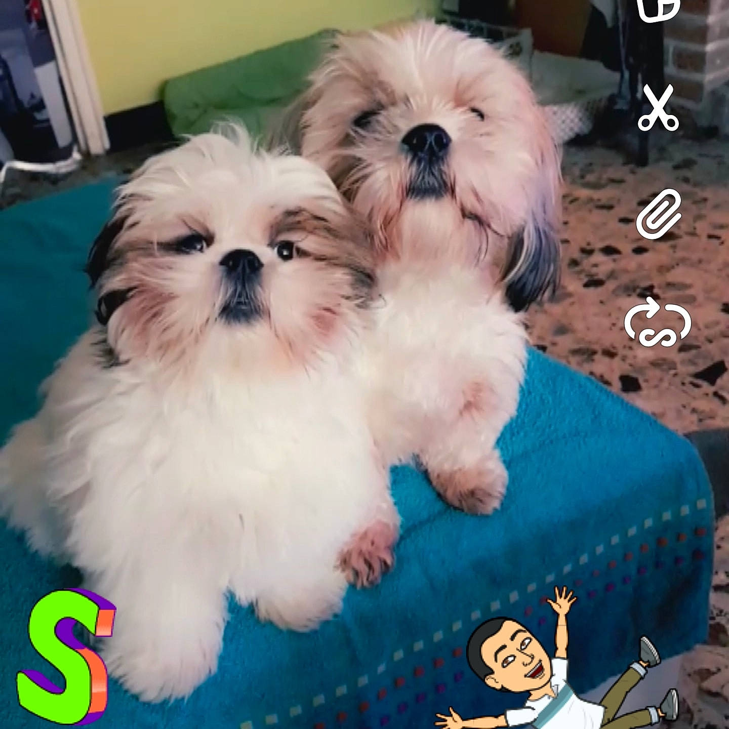 Nelly a rejoint le concours — aidez-le/la à gagner de superbes lots ! bichon, bolonka, canidae, carnivore, chinese_imperial_dog, companion_dog, dog, dog_breed, headwear, interaction, kyi_leo, lowchen, maltepoo, maltese, mammal, person, puppy, puppy_love, shih_tzu, toy_dog