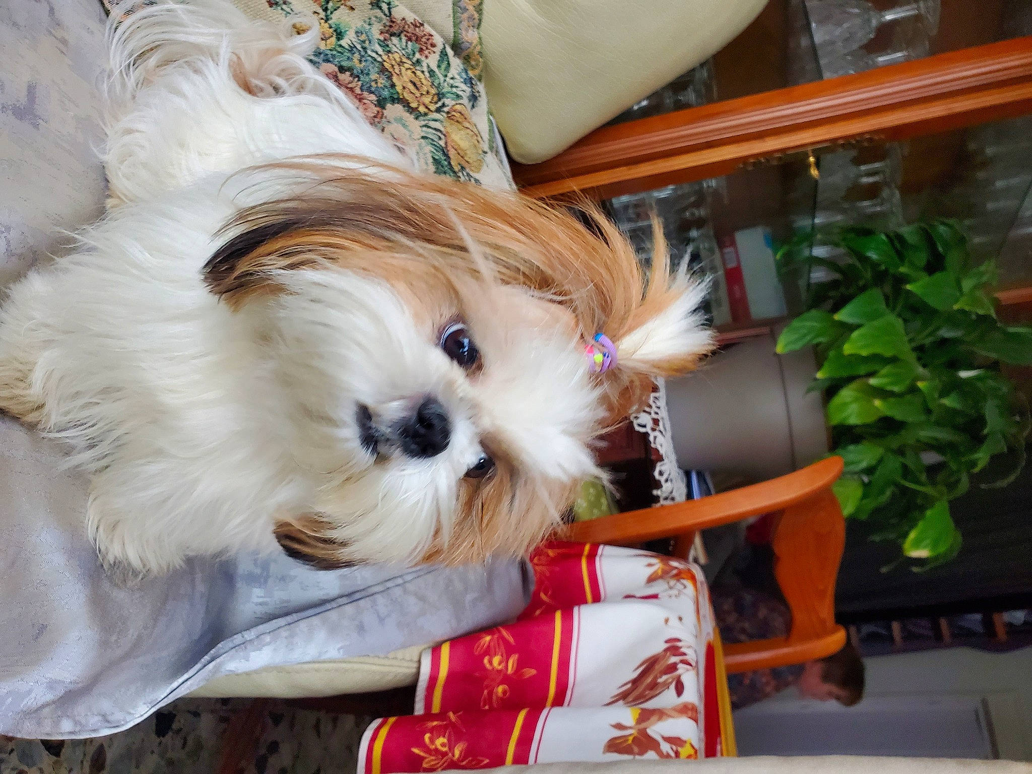 Ola a rejoint le concours — aidez-le/la à gagner de superbes lots ! canidae, carnivore, companion_dog, dog, dog_breed, dog_supply, fawn, flowerpot, fur, houseplant, liver, pet_supply, plant, puppy_love, small_terrier, sporting_group, terrier, toy_dog, working_animal, yorkipoo