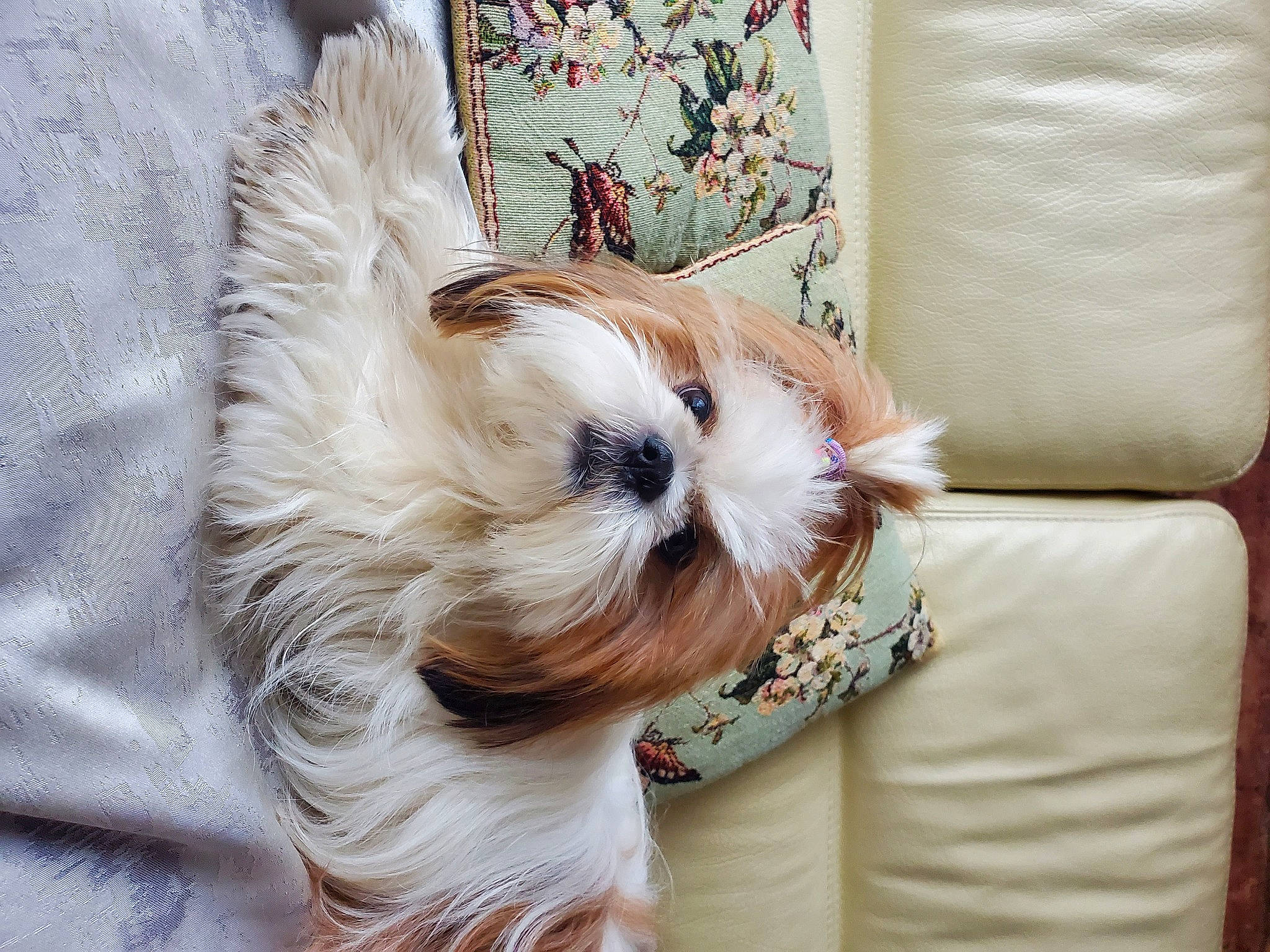 Ola participe au concours pour gagner de l'argent avec cette photo : carnivore, collar, comfort, companion_dog, dog, dog_breed, dog_clothes, dog_collar, dog_supply, fashion_accessory, fawn, fur, pet_supply, small_terrier, snout, sporting_group, sunglasses, terrier, toy_dog, working_animal