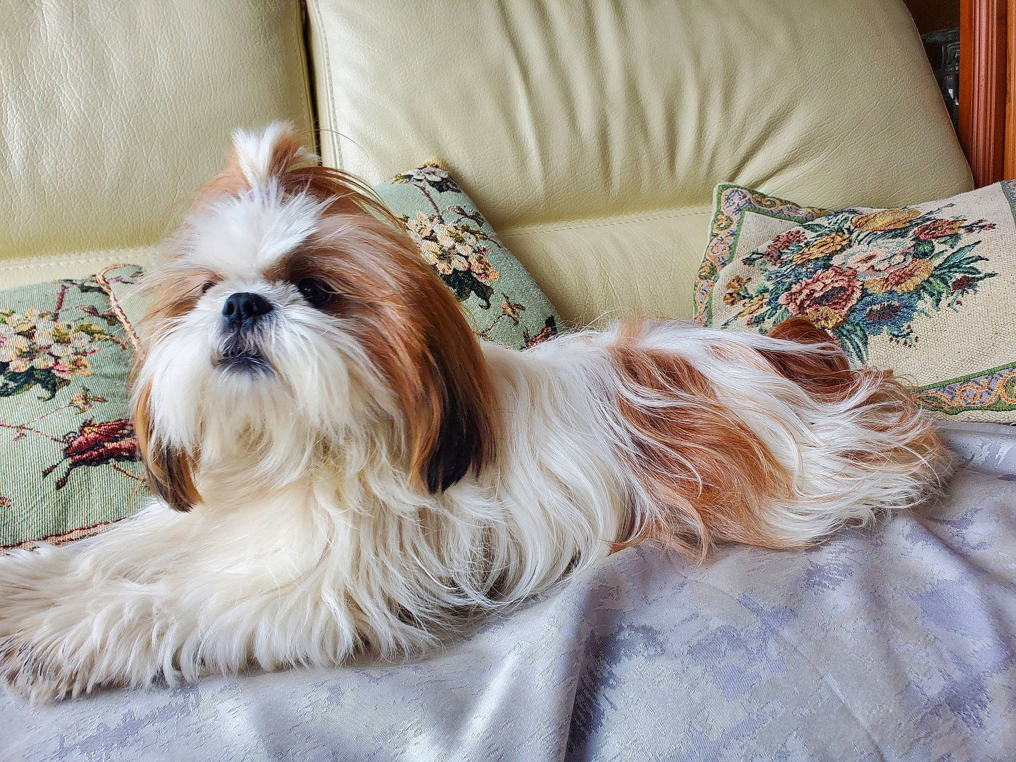 Ola participe au concours pour gagner de l'argent avec cette photo : canidae, carnivore, comfort, companion_dog, dog, dog_breed, dog_collar, dog_supply, fawn, fur, liver, mal_shi, non_sporting_group, pet_supply, shih_tzu, small_terrier, sporting_group, terrier, toy_dog, working_animal