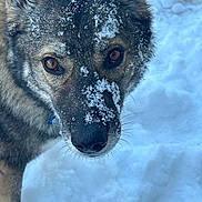 Spite joined the competition — help win amazing prizes! dog, canine, wolf_like, snow, close_up, winter, portrait, fur, whiskers, nose, eyes, animal, outdoors, cold, snowflakes, muzzle, staring, pet, collar, natural_light
