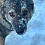 dog, canine, wolf_like, snow, close_up, winter, portrait, fur, whiskers, nose, eyes, animal, outdoors, cold, snowflakes, muzzle, staring, pet, collar, natural_light