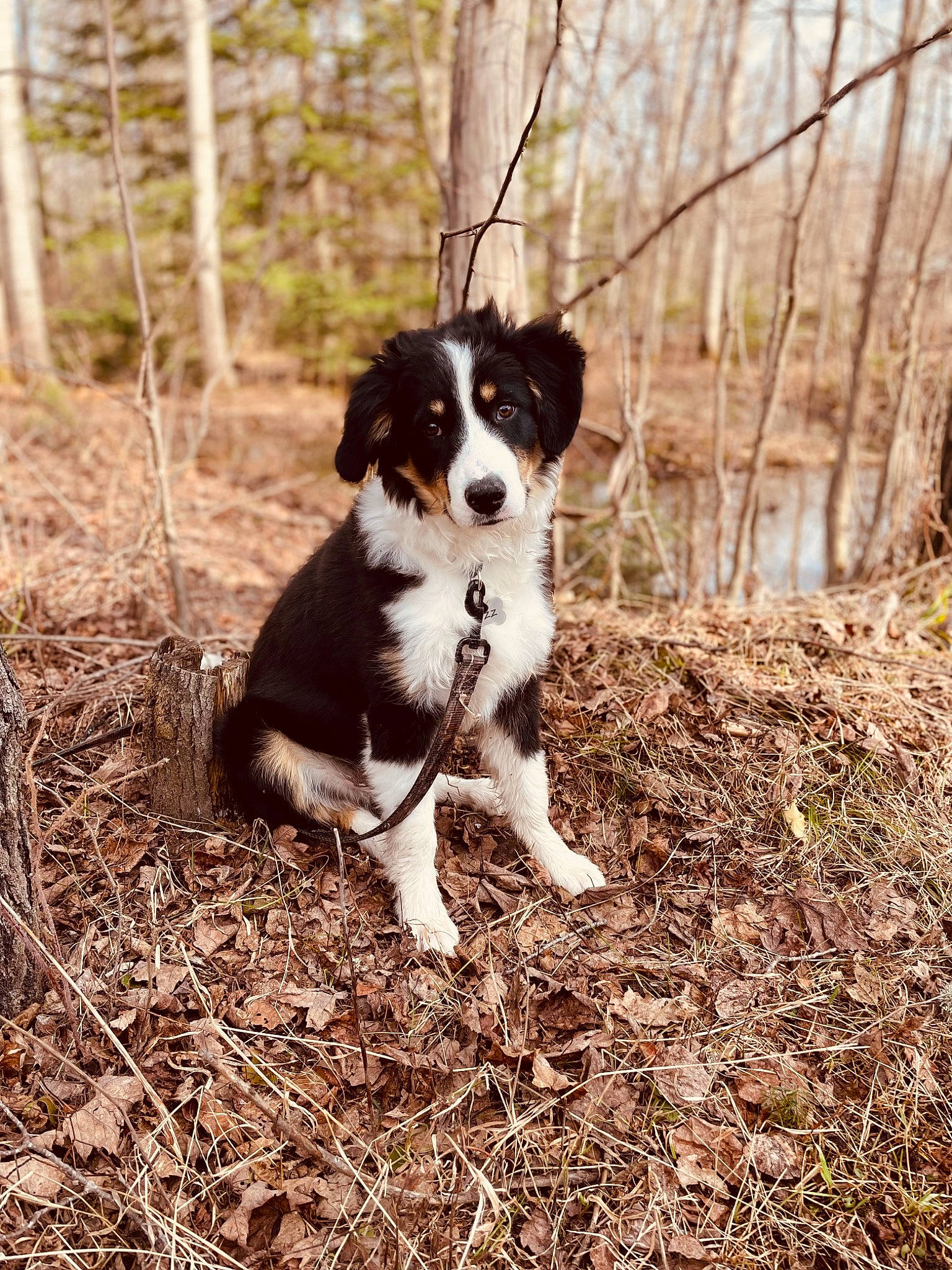 Grizz is registered to the contest to win money with this photo: border_collie, canidae, carnivore, companion_dog, dog, dog_breed, fawn, grass, herding_dog, plant, snout, soil, sporting_group, tail, terrestrial_animal, tints_and_shades, tree, wood, working_animal, working_dog