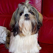 Opium a rejoint le concours — aidez-le/la à gagner de superbes lots ! biewer_terrier, carnivoran, chinese_imperial_dog, companion_dog, dog, dog_breed, dog_breed_group, dog_like_mammal, havanese, lhasa_apso, lowchen, mammal, morkie, non_sporting_group, puppy, shih_tzu, snout, toy_dog, vertebrate