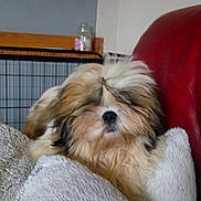 Oscar participe au concours pour gagner de l'argent avec cette photo : carnivoran, cavachon, chinese_imperial_dog, companion_dog, dog, dog_breed, dog_breed_group, dog_like_mammal, havanese, lhasa_apso, lowchen, morkie, non_sporting_group, puppy, shih_tzu, snout, tibetan_spaniel, toy_dog, vertebrate