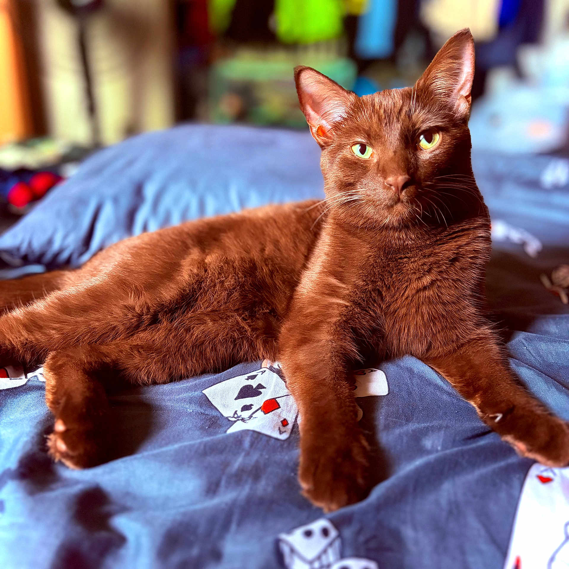 Gizmo