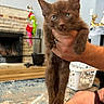 kitten, brown_cat, pet, hand_holding, indoor, living_room, fireplace, holiday_decorations, rug, laundry_basket, person, floor, furniture, curious, cute, animal, domestic_cat, portrait, young_cat, home