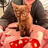 Gizmo joined the competition — help win amazing prizes! kitten, cat, brown_fur, pet, animal, cute, indoor, blanket, pink, red, person, smile, long_sleeve, gray_clothing, hand, fan, cozy, fur, young, curious
