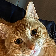 Minouche participe au concours pour gagner de l'argent avec cette photo : animal, cat, close_up, curious, cute, domestic, ears, eyes, feline, fur, indoor, mammal, nose, orange_tabby, pet, portrait, relaxed, resting, soft_light, whiskers