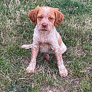 Arrow participe au concours pour gagner de l'argent avec cette photo : puppy, dog, grass, outdoor, animal, pet, sitting, young, fur, brown, white, cute, nature, canine, looking, portrait, expression, ears, background, ground