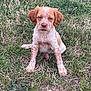 puppy, dog, grass, outdoor, animal, pet, sitting, young, fur, brown, white, cute, nature, canine, looking, portrait, expression, ears, background, ground
