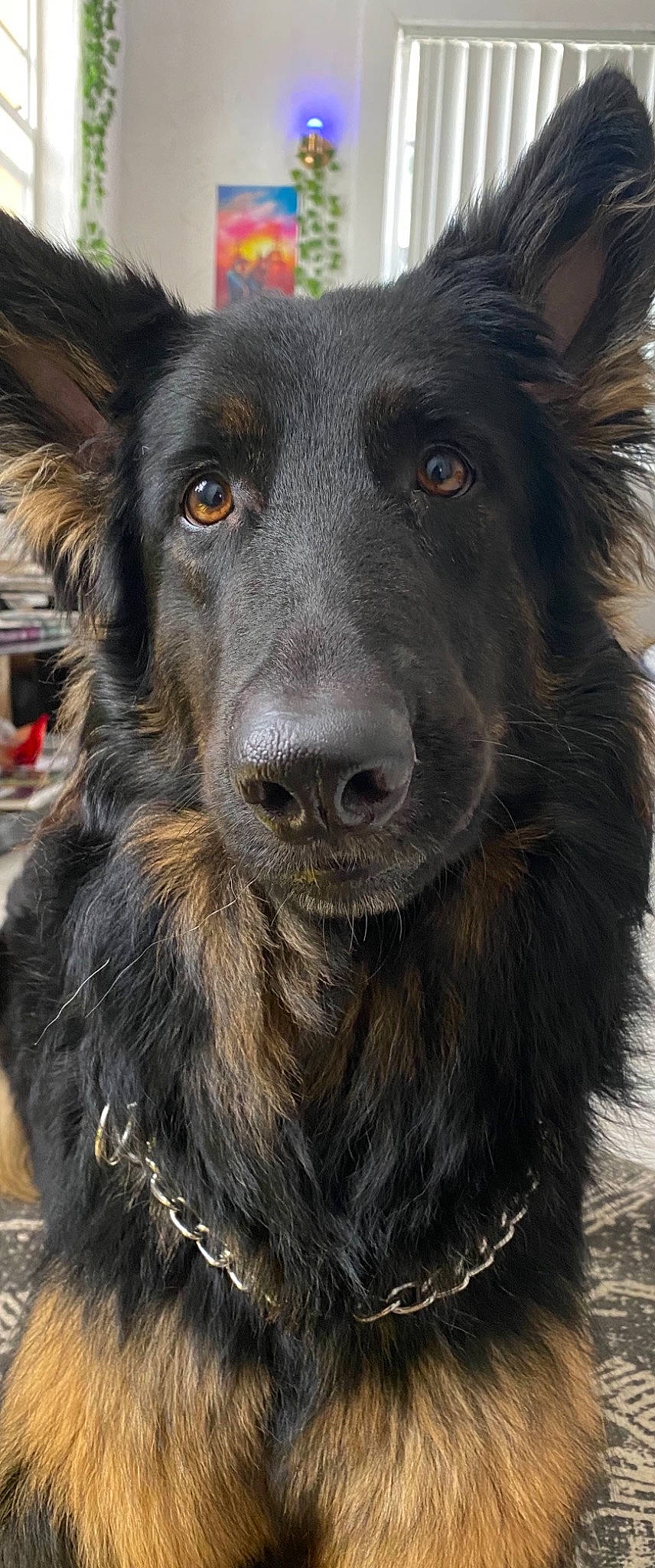 Kenya is registered to the contest to win money with this photo: ancient_dog_breeds, borador, canidae, carnivore, collar, companion_dog, dog, dog_breed, dog_collar, fur, giant_dog_breed, herding_dog, snout, sporting_group, terrestrial_animal, whiskers, working_animal, working_dog