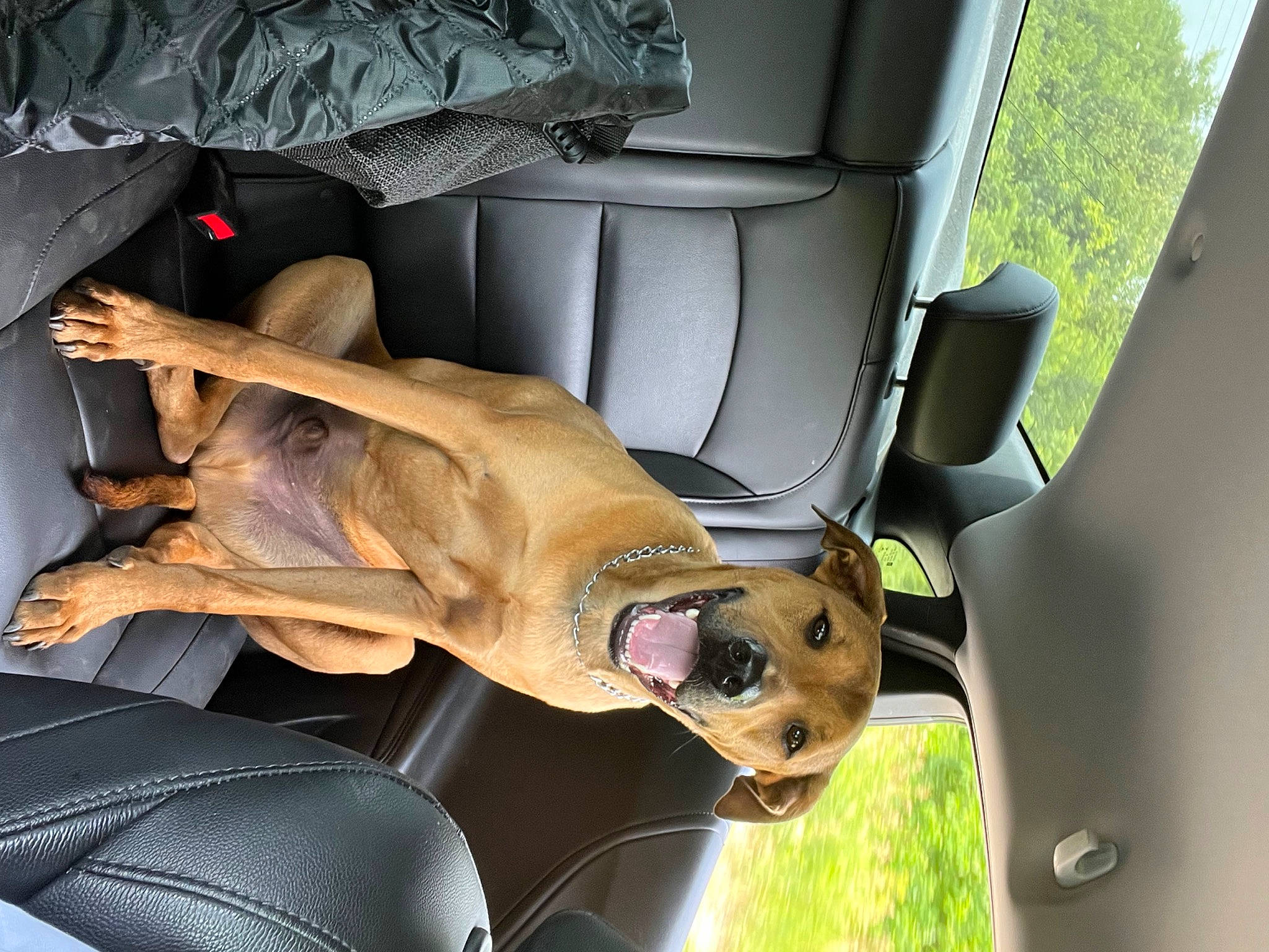 Ryker is registered to the contest to win money with this photo: auto_part, automotive_design, automotive_exterior, car, car_seat, car_seat_cover, carnivore, comfort, companion_dog, dog, dog_breed, family_car, fawn, head_restraint, hood, motor_vehicle, personal_luxury_car, vehicle, vehicle_door, working_animal