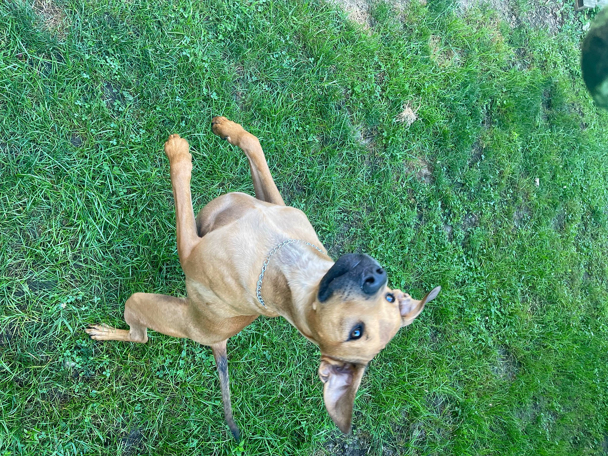 Ryker joined the competition — help win amazing prizes! carnivore, companion_dog, dog, dog_breed, fawn, grass, grass_family, grassland, groundcover, guard_dog, hunting_dog, lawn, non_sporting_group, plant, sporting_group, tail, terrestrial_animal, toy_dog, working_animal, working_dog