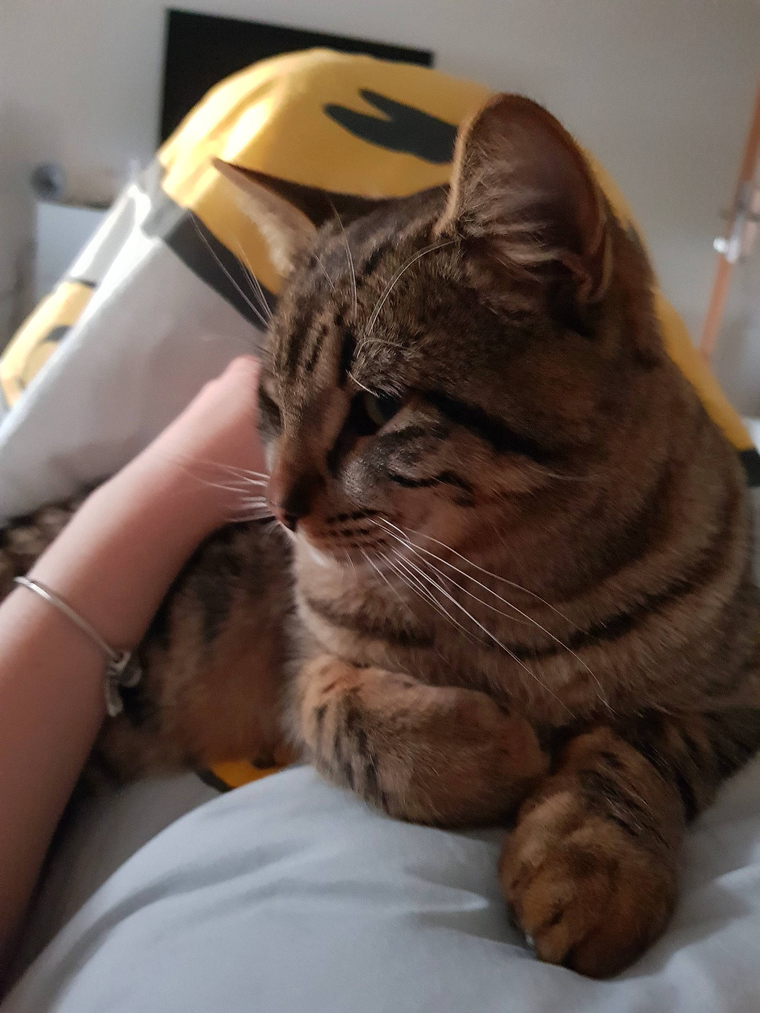 Grizou a rejoint le concours — aidez-le/la à gagner de superbes lots ! american_shorthair, asian, british_semi_longhair, california_spangled, carnivore, cat, domestic_short_haired_cat, dragon_li, ear, european_shorthair, felidae, fur, mammal, pixie_bob, small_to_medium_sized_cats, snout, tabby_cat, whiskers