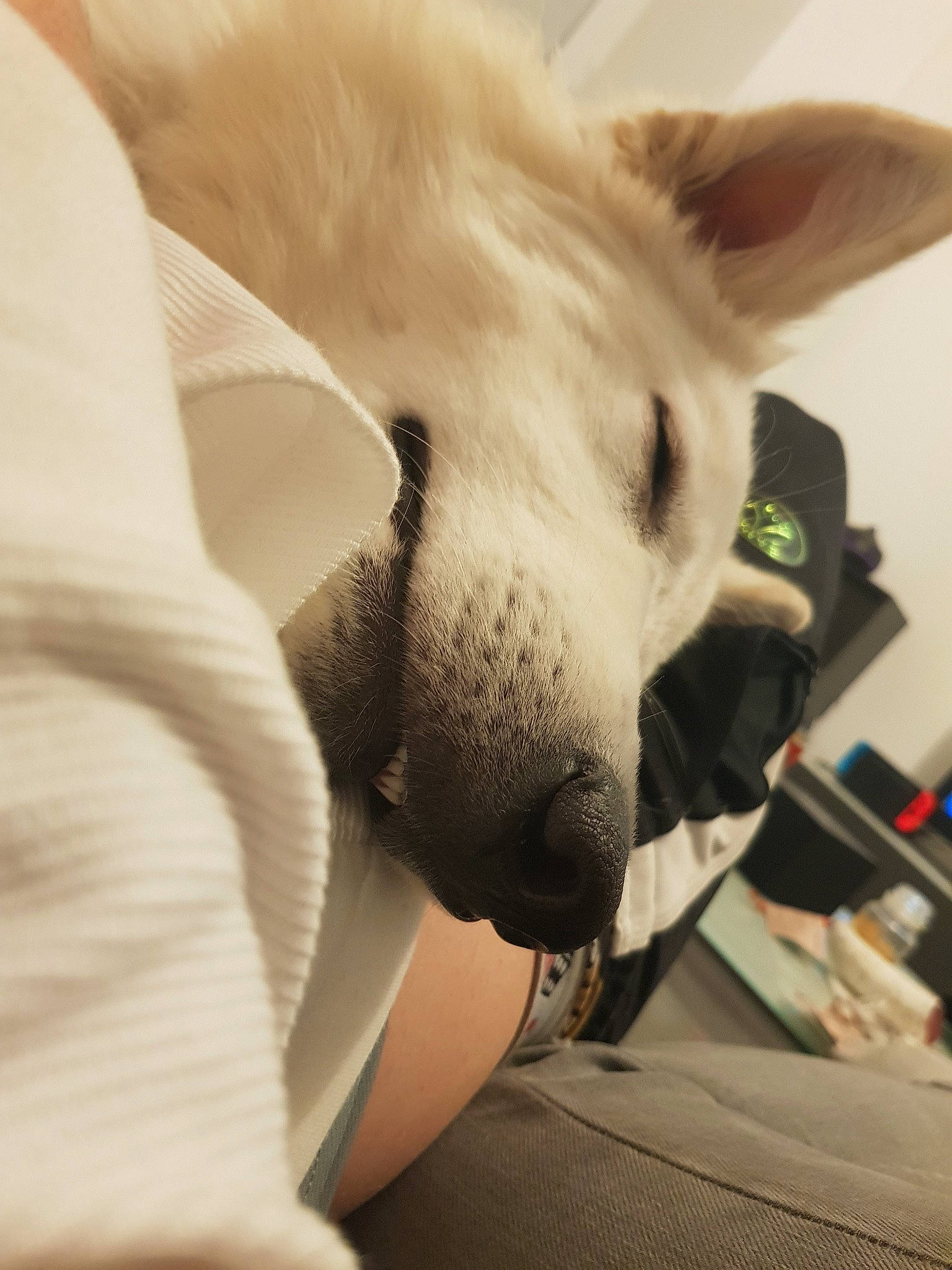 Kira a rejoint le concours — aidez-le/la à gagner de superbes lots ! bull_terrier, bull_terrier_miniature, canidae, carnivore, dog, dog_breed, ear, fawn, non_sporting_group, nose, snout