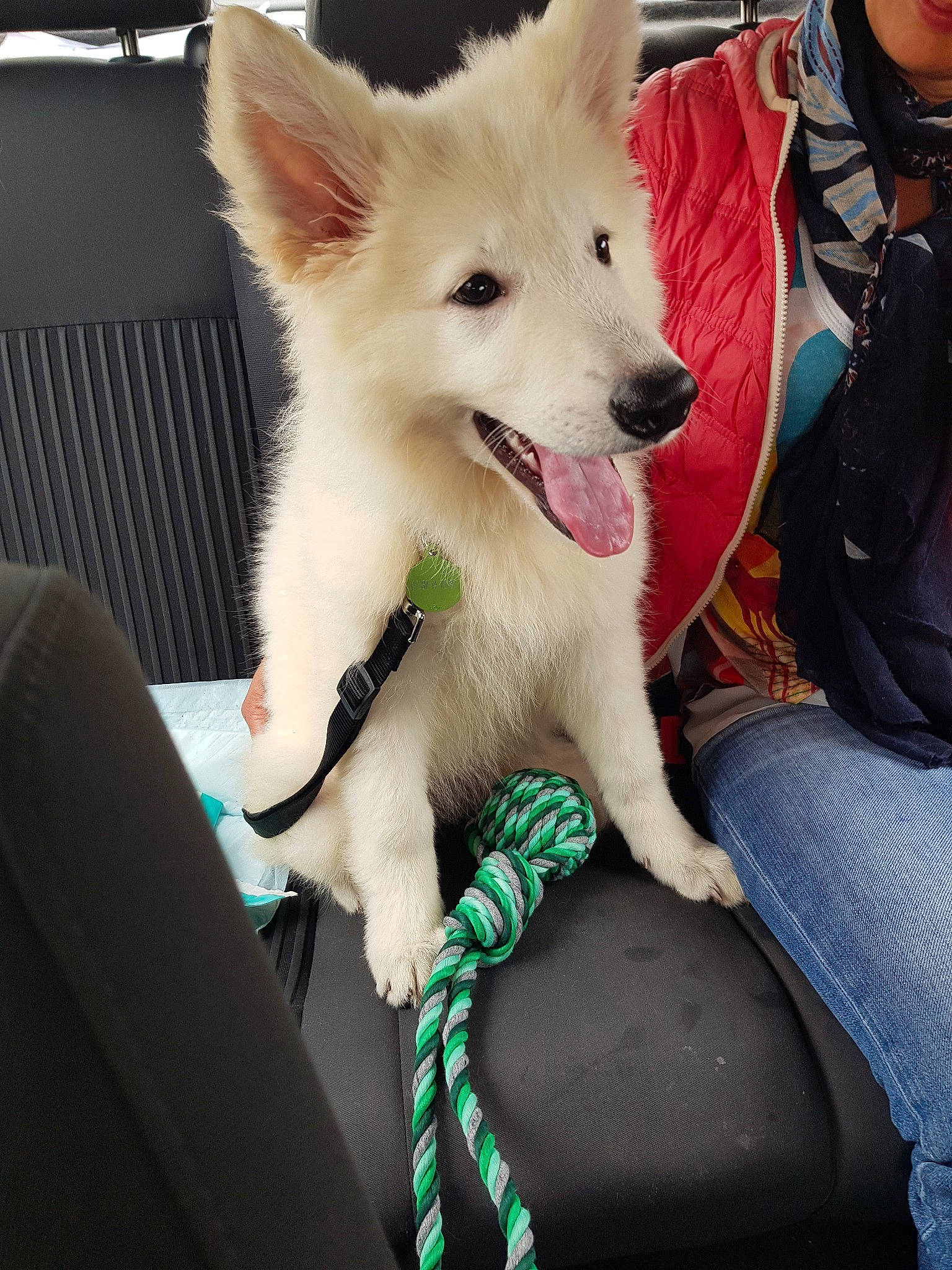 Kira a rejoint le concours — aidez-le/la à gagner de superbes lots ! berger_blanc_suisse, canidae, carnivore, companion_dog, dog, dog_breed, ear, kintamani, mammal, non_sporting_group, rare_breed_dog, siberian_husky, vertebrate, white_shepherd, working_dog