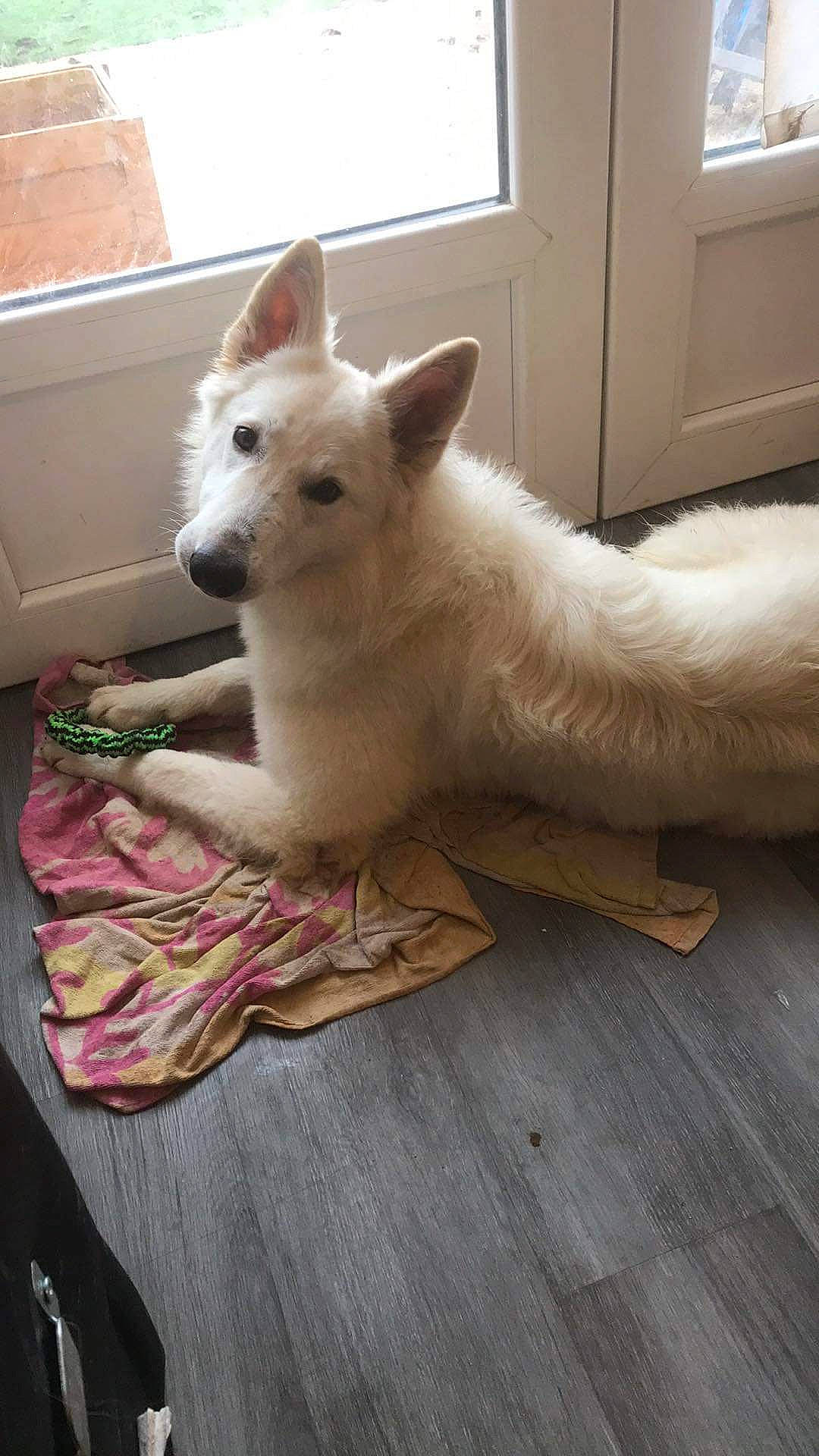 Kira a rejoint le concours — aidez-le/la à gagner de superbes lots ! berger_blanc_suisse, canaan_dog, canidae, carnivore, companion_dog, dog, dog_breed, fawn, indian_spitz, kintamani, kishu, korean_jindo_dog, mammal, non_sporting_group, norwegian_buhund, pungsan_dog, vertebrate, white_shepherd