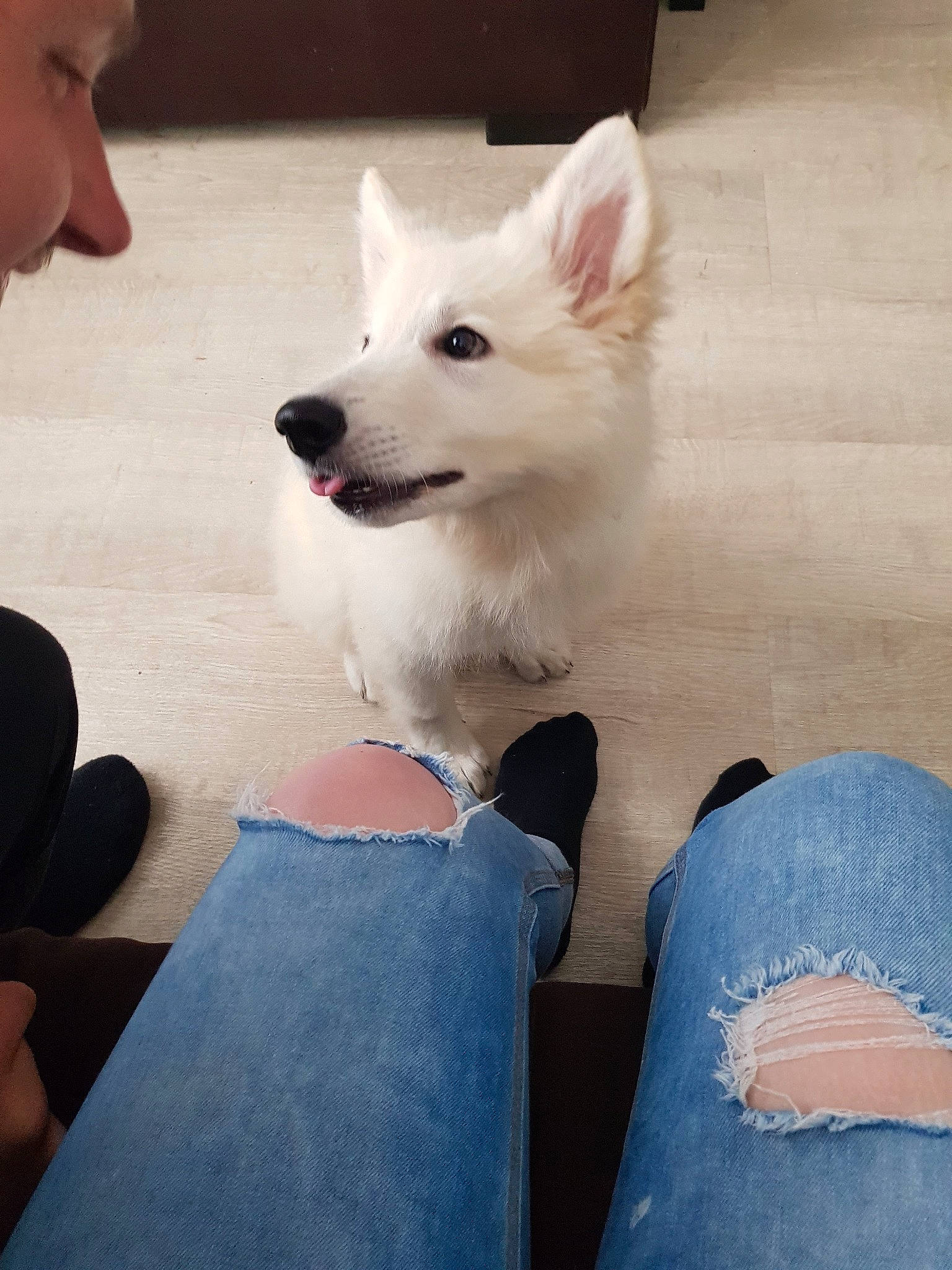 Kira participe au concours pour gagner de l'argent avec cette photo : american_eskimo_dog, berger_blanc_suisse, canidae, carnivore, companion_dog, dog, dog_breed, indian_spitz, japanese_spitz, mammal, non_sporting_group, rare_breed_dog, vertebrate, white_shepherd