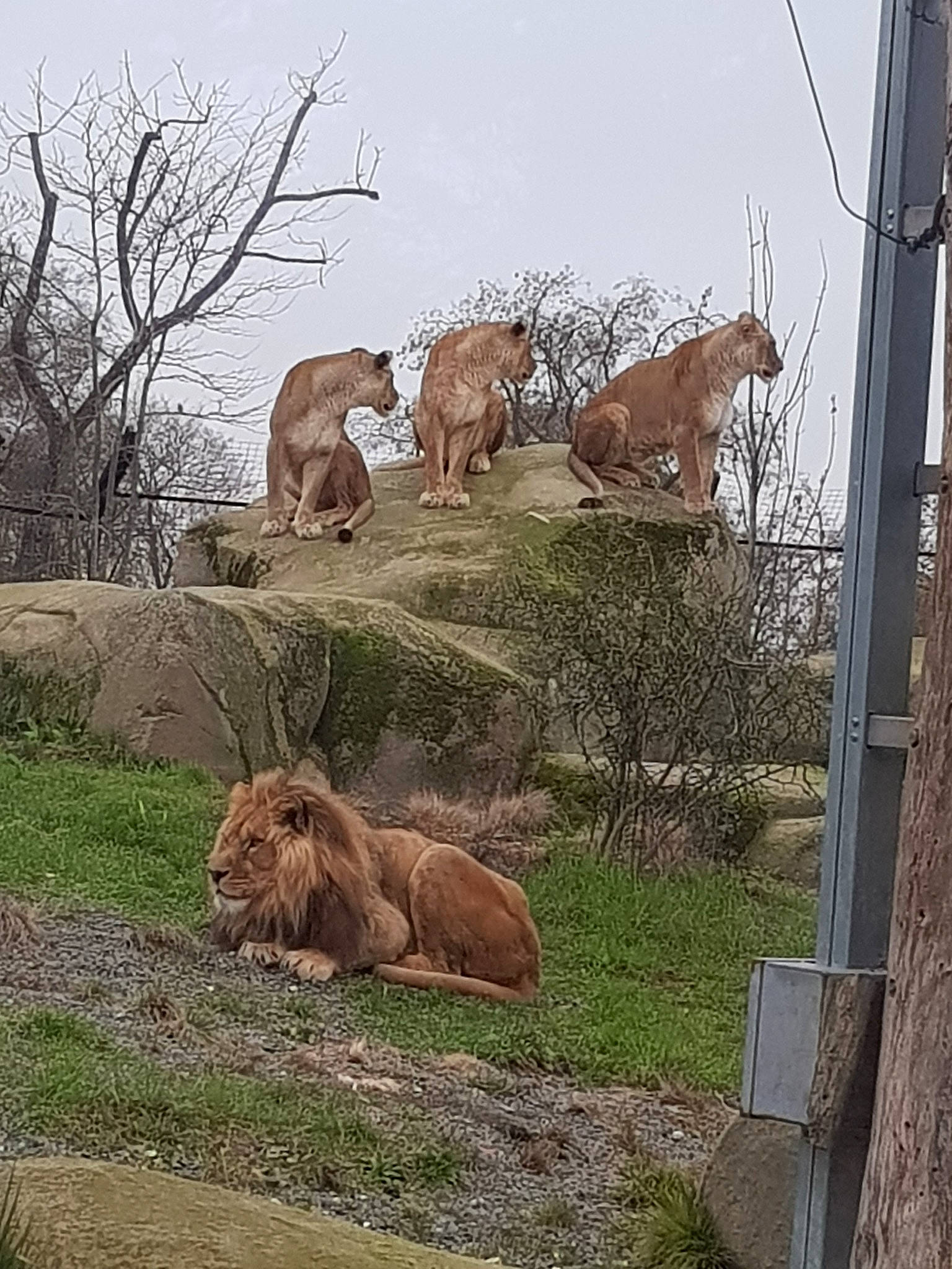 Lion a rejoint le concours — aidez-le/la à gagner de superbes lots ! adaptation, big_cats, fawn, felidae, lion, rock, safari, terrestrial_animal, wildlife, zoo