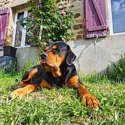 Charly a rejoint le concours — aidez-le/la à gagner de superbes lots ! animal, daytime, dog, flower, grass, greenery, house, nature, outdoor, pet, plant, relaxing, rose, rottweiler, shutter, stone_wall, summer, sunlight, tongue_out, window