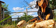 Charly participe au concours pour gagner de l'argent avec cette photo : animal, bone, canine, clouds, daytime, dog, ears, fence, fur, grass, nature, outdoor, pet, resting, rural, sky, snout, sunlight, tree, watchful