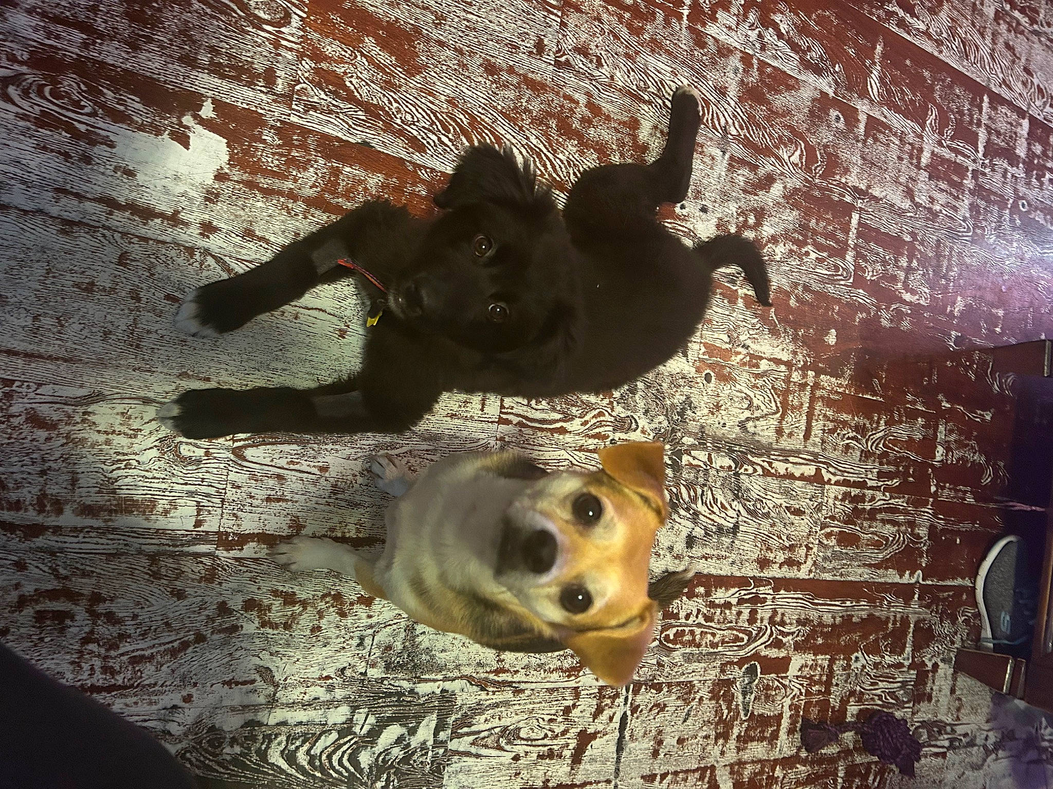 Athena is registered to the contest to win money with this photo: art, canidae, carnivore, companion_dog, dog, dog_breed, fawn, flooring, fur, metal, paw, shadow, snapshot, sporting_group, tail, terrestrial_animal, tints_and_shades, visual_arts, wood, working_animal