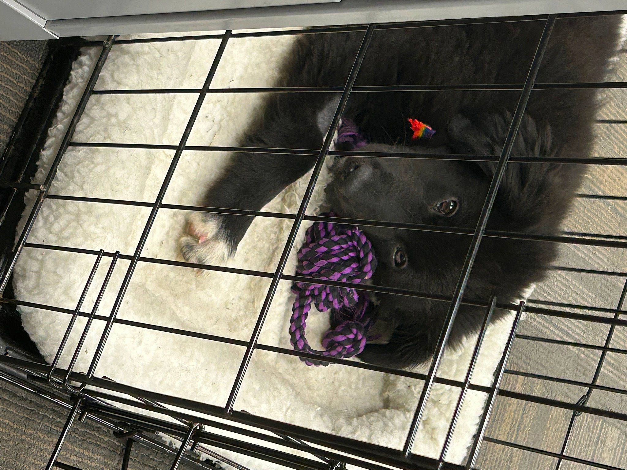 Athena is registered to the contest to win money with this photo: carnivore, cat, domestic_short_haired_cat, felidae, floor, flooring, fur, line, metal, pattern, rectangle, road_surface, shadow, small_to_medium_sized_cats, snout, square, tile, tints_and_shades, whiskers, wood