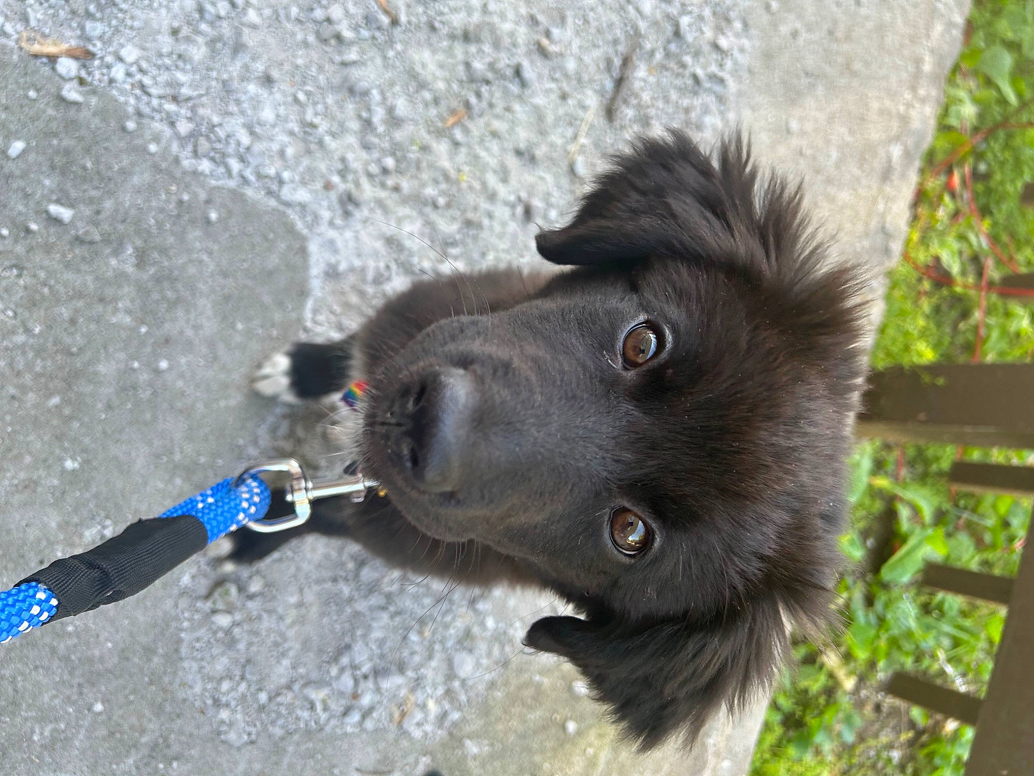 Athena is registered to the contest to win money with this photo: canidae, carnivore, claw, collar, companion_dog, dog, dog_breed, dog_collar, dog_supply, fur, german_spitz, german_spitz_mittel, leash, liver, pet_supply, snout, sporting_group, tail, terrestrial_animal, working_animal