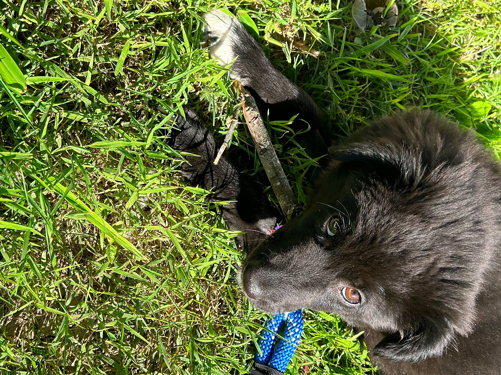 Athena is registered to the contest to win money with this photo: canidae, carnivore, cat, claw, dog_breed, domestic_short_haired_cat, felidae, fur, grass, groundcover, paw, plant, small_to_medium_sized_cats, sporting_group, tail, terrestrial_animal, terrestrial_plant, whiskers, wildlife, working_animal