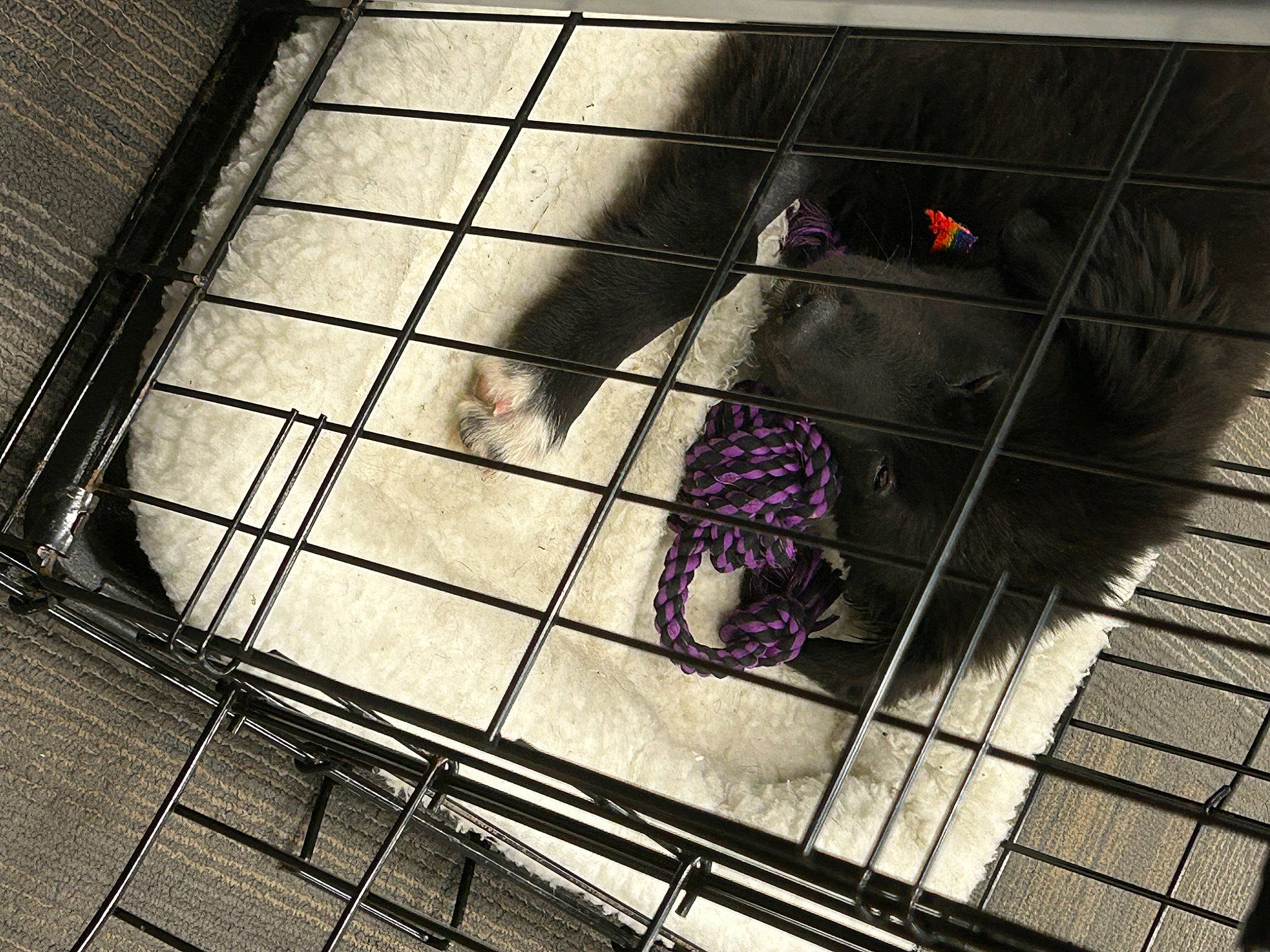 Athena is registered to the contest to win money with this photo: animal_shelter, cage, carnivore, composite_material, dog_breed, floor, flooring, foot, fur, metal, pet_supply, rectangle, shadow, snout, sporting_group, tail, tile, tints_and_shades, wood, working_animal