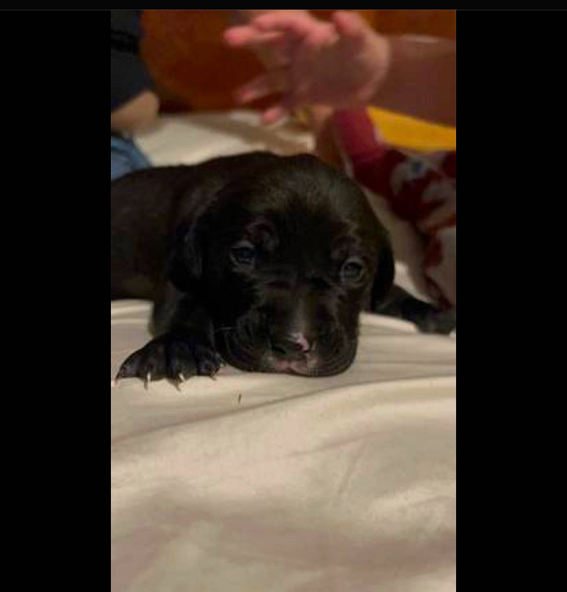 Apollo is registered to the contest to win money with this photo: borador, carnivore, comfort, companion_dog, dog, dog_breed, fur, guard_dog, magenta, metal, non_sporting_group, square, tints_and_shades, whiskers, window, working_animal