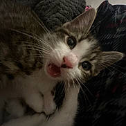 Tiger is registered to the contest to win money with this photo: cat, kitten, close_up, animal, pet, fur, whiskers, mouth_open, curious, indoor, blanket, texture, cozy, feline, cute, young, soft, ears, nose, eyes
