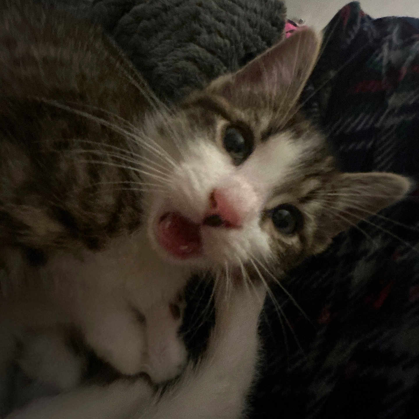 Tiger is registered to the contest to win money with this photo: animal, blanket, cat, close_up, cozy, curious, cute, ears, eyes, feline, fur, indoor, kitten, mouth_open, nose, pet, soft, texture, whiskers, young