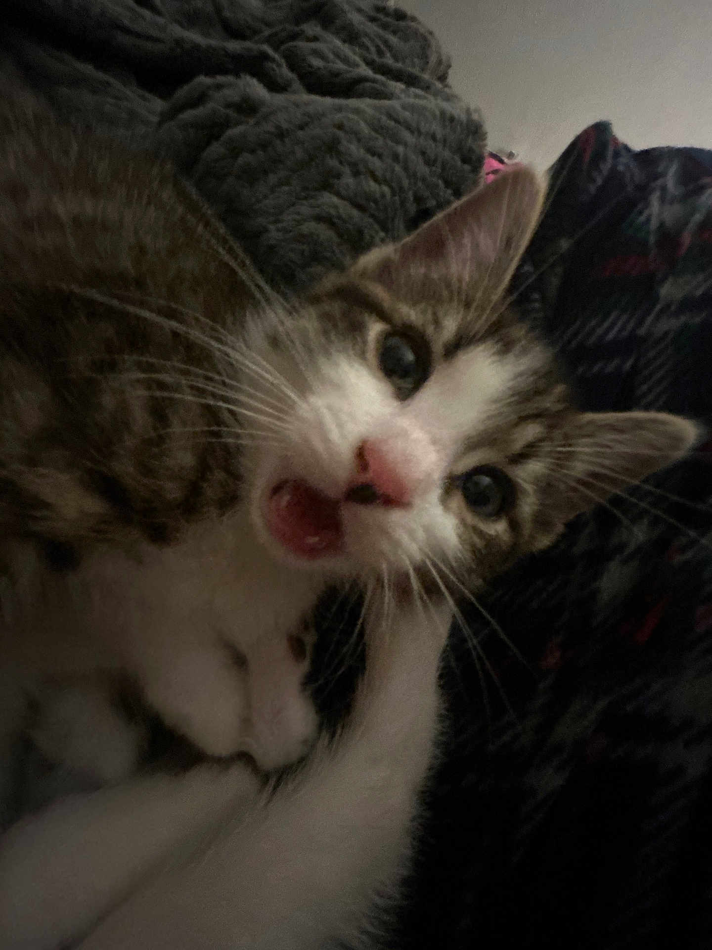 Tiger is registered to the contest to win money with this photo: cat, kitten, close_up, animal, pet, fur, whiskers, mouth_open, curious, indoor, blanket, texture, cozy, feline, cute, young, soft, ears, nose, eyes