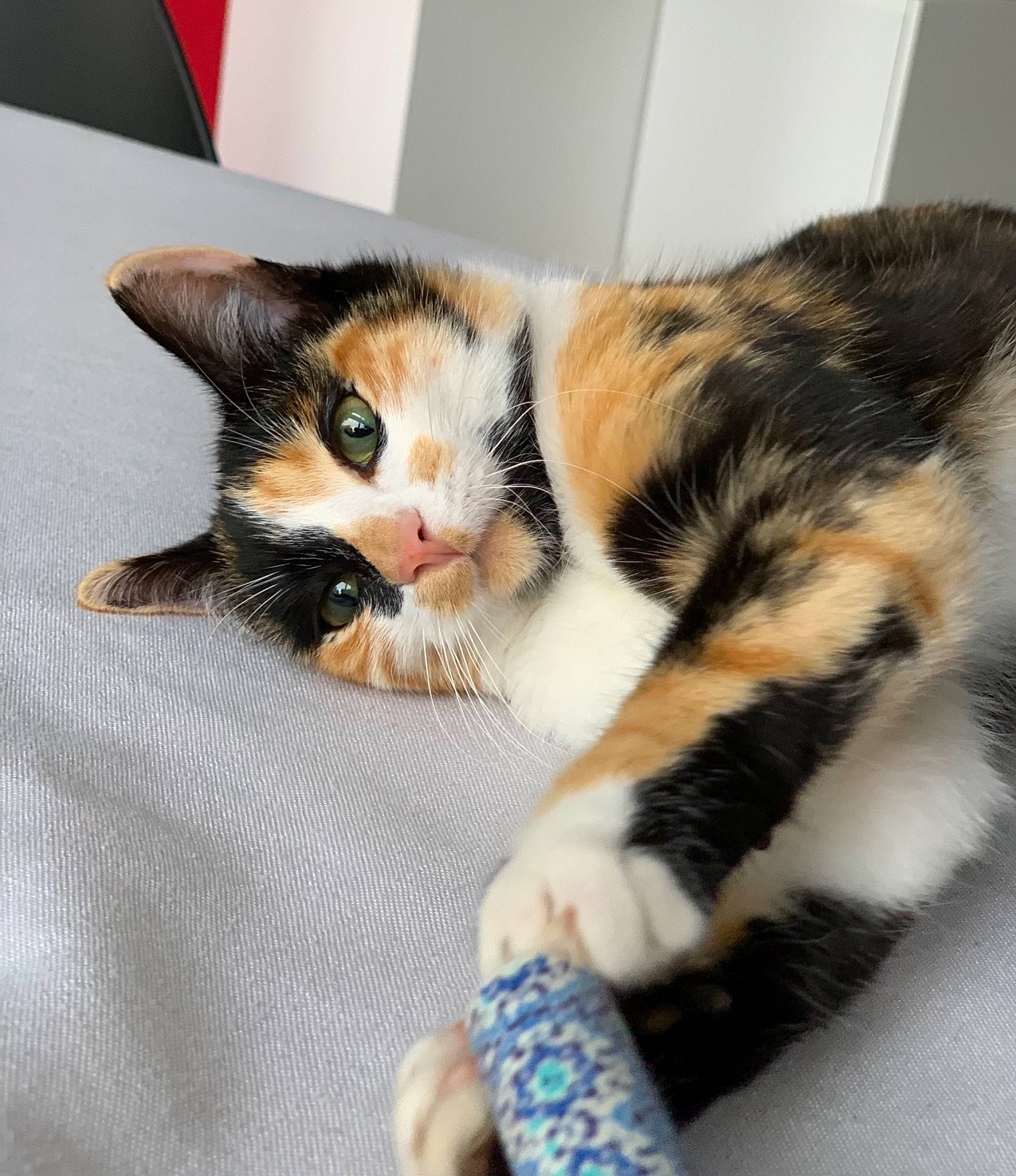 Grougrou participe au concours pour gagner de l'argent avec cette photo : american_shorthair, american_wirehair, carnivore, cat, claw, domestic_short_haired_cat, ear, european_shorthair, felidae, fur, kitten, paw, polydactyl_cat, small_to_medium_sized_cats, tabby_cat, whiskers