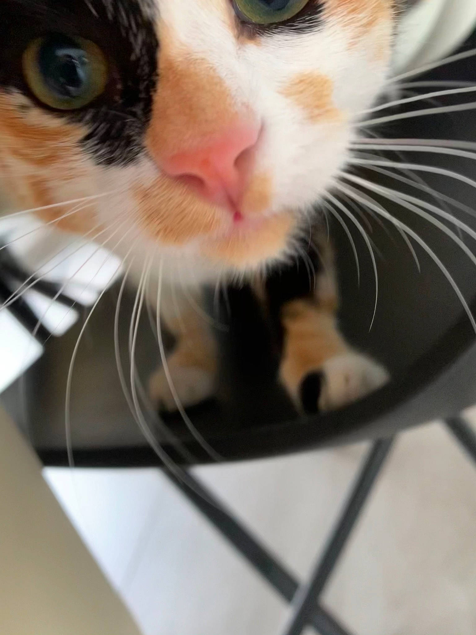 Grougrou participe au concours pour gagner de l'argent avec cette photo : aegean_cat, american_wirehair, carnivore, cat, close_up, domestic_short_haired_cat, ear, european_shorthair, eye, felidae, fur, kitten, nose, small_to_medium_sized_cats, snout, whiskers