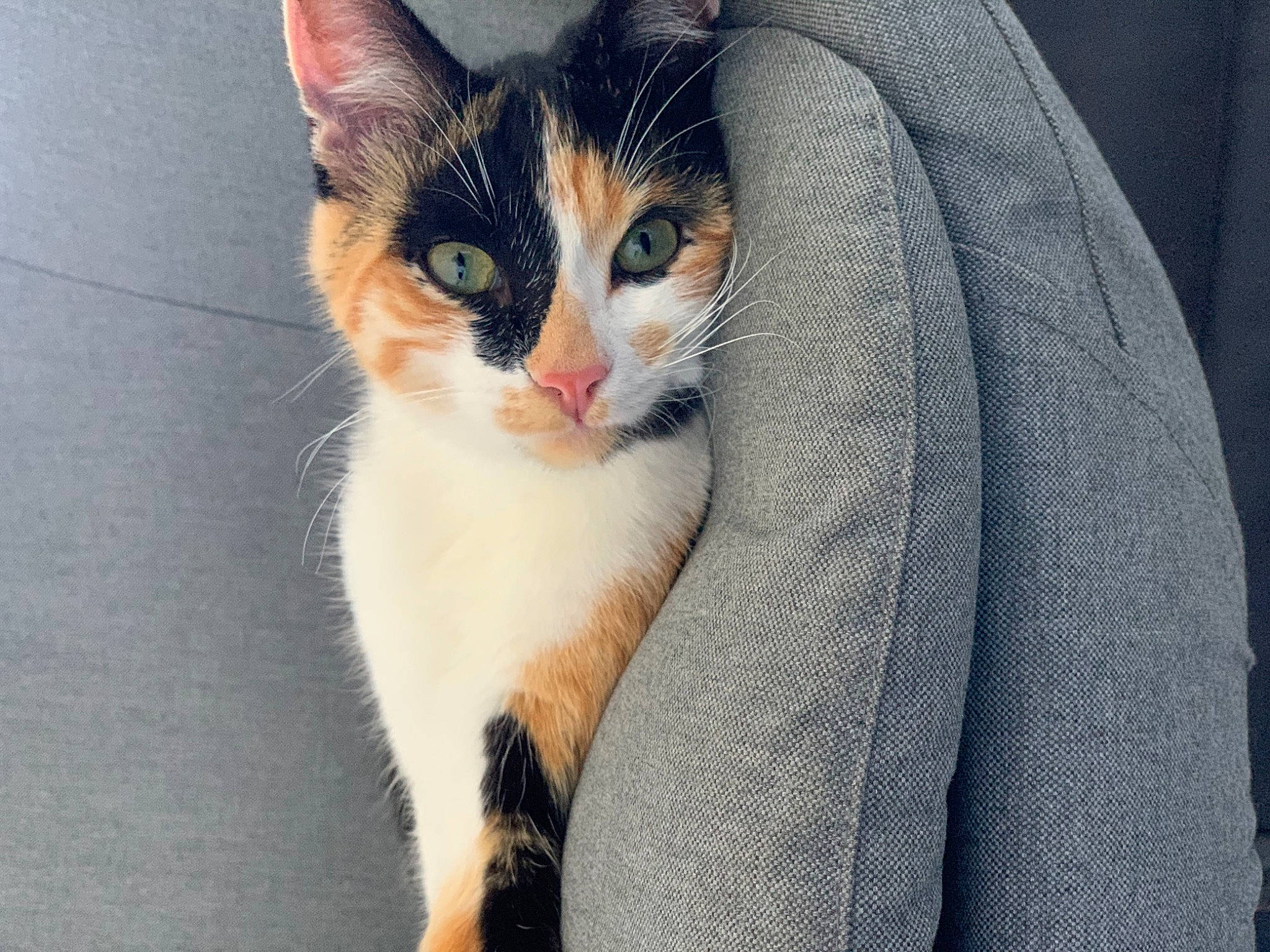 Grougrou participe au concours pour gagner de l'argent avec cette photo : aegean_cat, american_wirehair, asian, carnivore, cat, domestic_short_haired_cat, european_shorthair, eye, felidae, german_rex, kitten, mammal, small_to_medium_sized_cats, snout, vertebrate, whiskers